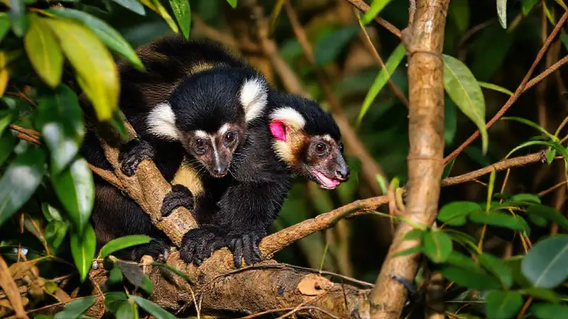 Hier ist eine Option:Der Opossumaffe jagt im Dschungel.(El mono opossum caza en la selva.)